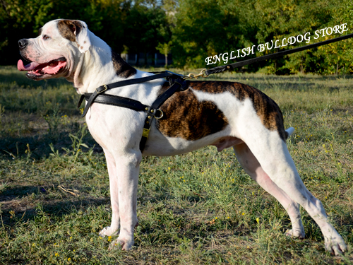 Pulling Harness for American Bulldog