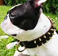 Bestseller! Spiked Leather Dog Collar for Boston Terrier, Brass Hardware