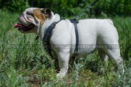 Spiked Leather Dog Harness Super Design for English Bulldog