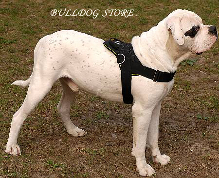 Nylon Dog Harness for Bulldog UK