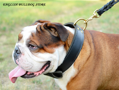 english bulldog wearing wide leather collar