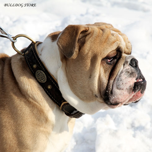 Aristocratic English Bulldog in a Leather Collar