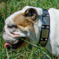 Cool Dog Collar with Nickel Plates and Studs for English Bulldog