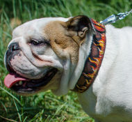 Designer Dog Collar for English Bulldog Shows