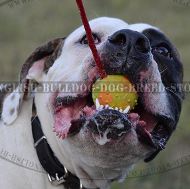 Bulldog Training Ball UK