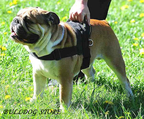 English Bulldog Pulling Harness