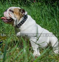 Studded Dog Collar of Genuine Leather for English Bulldog