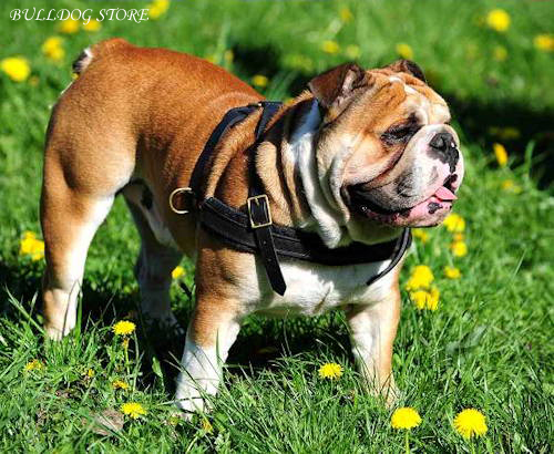English Bulldog with Functional Leather Harness