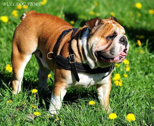 English Bulldog Harnesses UK