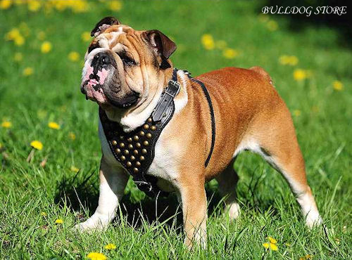 English Bulldog Harness UK