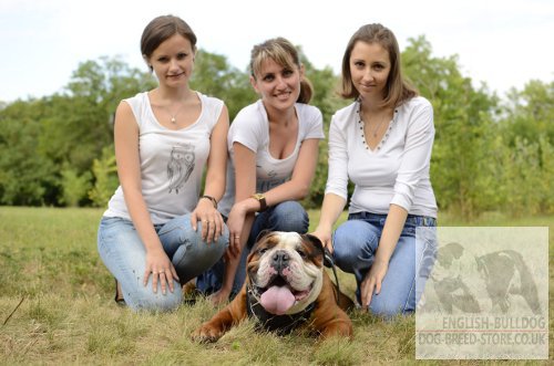 English
Bulldog with painted dog harness