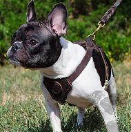 Padded Leather Dog Harness for English Bulldog