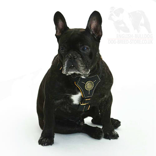 French Bulldog Harness UK