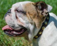 Fancy Dog Collar for English Bulldog, Leather and Brass Studs