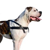 American Bulldog Weight Pulling Training