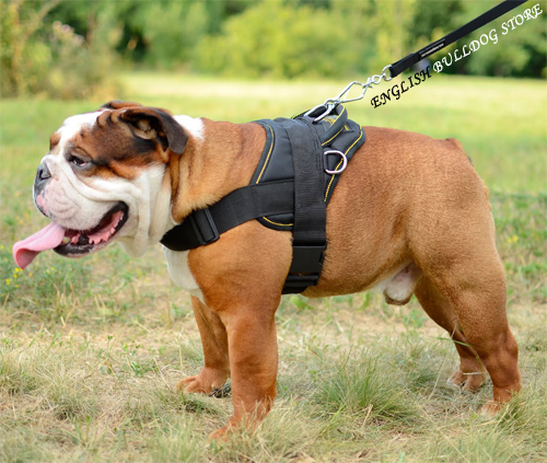 English Bulldog Harness UK