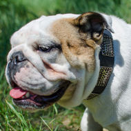 Large Dog Collar with Vintage Nickel Plates for English Bulldog