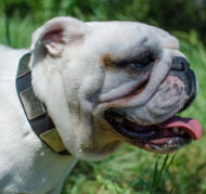 Large Leather Dog Collar with Nickel Plates for English Bulldog