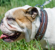 Best English Bulldog Collar