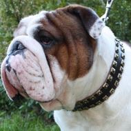 English Bulldog Collars UK