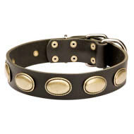 Retro Dog Collar for English Bulldog with Oval Brass Plates