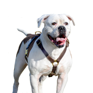 Training a Bulldog Training a Bulldog