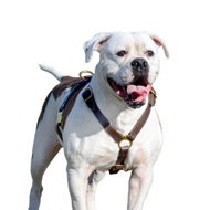 American Bulldog Harness UK