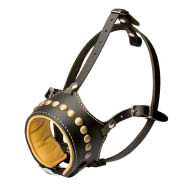 Padded Dog Muzzle with Brass Studs for English,
Ambulldog