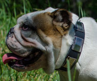 Dog Collar Leather for Bulldog, New Design with Nickel Plates