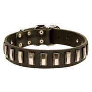 Stylish Dog Collar Leather and Nickel Plates for
English Bulldog