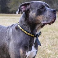 Alaunt Bulldogge Thin Leather Dog Collar with Brass Decorations
