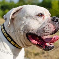American Bulldog Collar for Walking with Brass Plates
