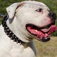 American Bulldog Collar Leather, Fashionable Spikes and Studs