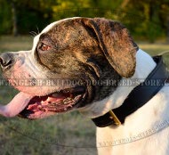 American Bulldog Collar of 2-Ply Leather for Agitation Training