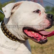 American Bulldog Collar Leather with Caterpillar Brass Studs
