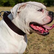 American Bulldog Collar of Wide Leather in Classic Design