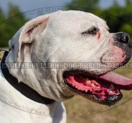 American Bulldog Collar of Traditional Design for Daily Use