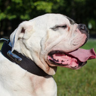 American Bulldog Collar of Nylon Personalized with Name Plate