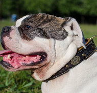 American Bulldog Collar of Royal Design, Doube-Ply Leather