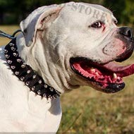 American Bulldog Collar of Nylon with Spikes for Everyday Use