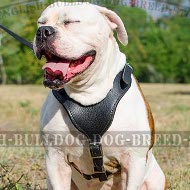 American Bulldog Harness in Classic Design of Leather