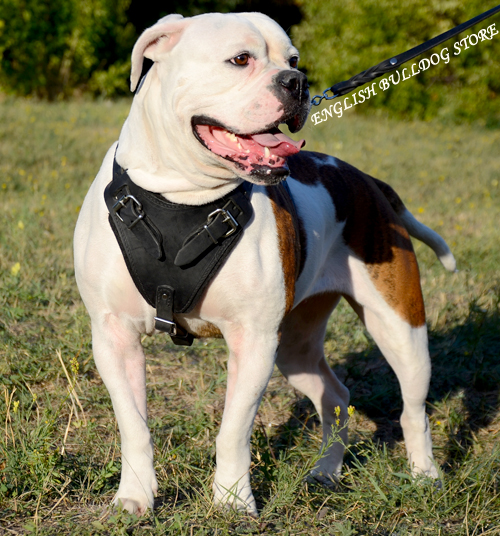 Attack Leather Dog Harness