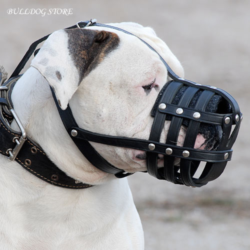 American Bulldog Muzzle UK