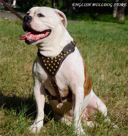 Best Harness for English Bulldog UK