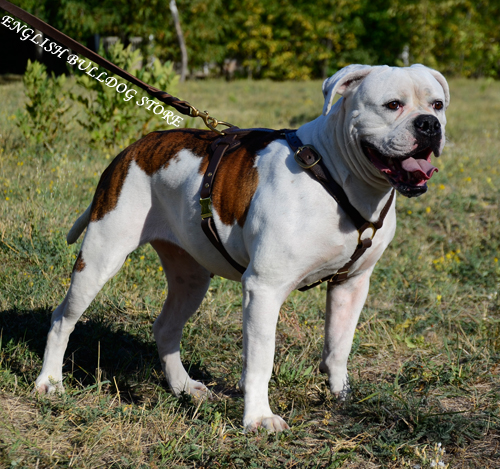 Bikejoring Harness Dogs