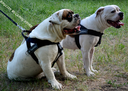 American Bulldog Weight Pulling Harness UK