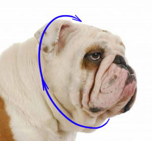 Size Bulldog for Dog Slip Collar