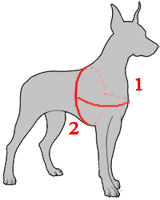 Measure Dog for a Harness