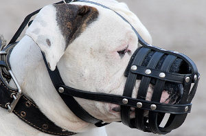 Best Bulldog Muzzle
