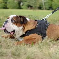 English Bulldog Harnesses UK